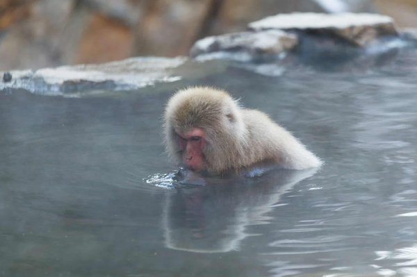 Comment profiter des sources chaudes au Japon sans frais ?